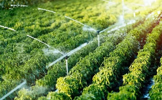 Một số chính sách đầu tư trong lâm nghiệp