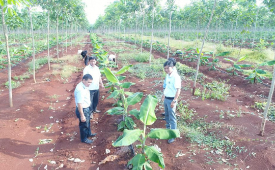 VRG có nhiều lợi thế phát triển nông nghiệp ứng dụng công nghệ cao quy mô lớn và bền vững