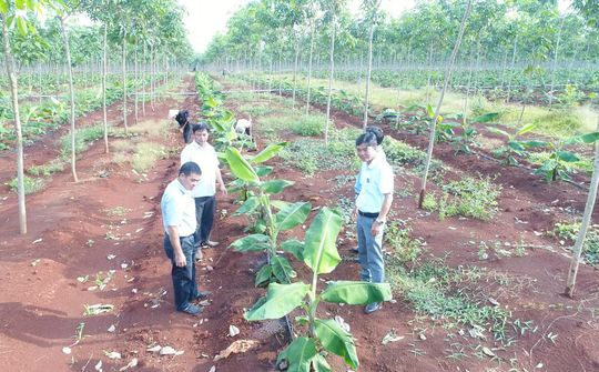 VRG có nhiều lợi thế phát triển nông nghiệp ứng dụng công nghệ cao quy mô lớn và bền vững