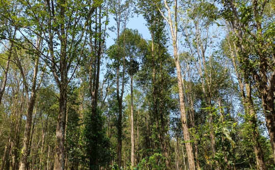 Chuyện về nhà khoa học chân đất: “Lão Gàn” trên đỉnh núi dó trầm