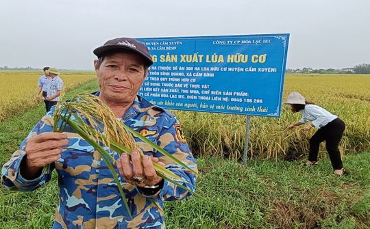 Hà Tĩnh: Mô hình sản xuất lúa theo tiêu chuẩn hữu cơ, gắn liên kết tiêu thụ sản phẩm với doanh nghiệp