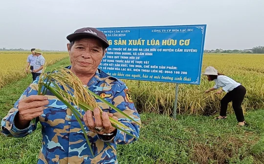 Hà Tĩnh: Mô hình sản xuất lúa theo tiêu chuẩn hữu cơ, gắn liên kết tiêu thụ sản phẩm với doanh nghiệp
