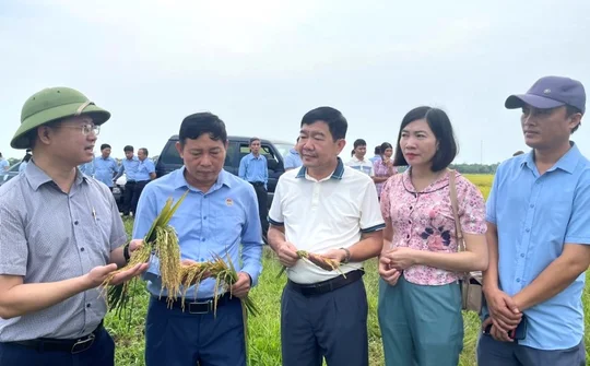 Hà Tĩnh: Đổi mới tư duy sản xuất lúa hữu cơ với tầm nhìn, phát triển