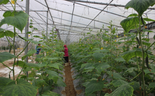 Thanh Hóa: Tổng sản phẩm ngành nông nghiệp 6 tháng đầu năm 2024 tăng 3,4%