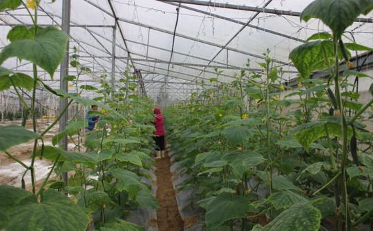 Thanh Hóa: Tổng sản phẩm ngành nông nghiệp 6 tháng đầu năm 2024 tăng 3,4%
