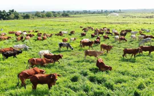 Thaco Agri - Công ty nông nghiệp của Thaco bắt đầu có lợi nhuận