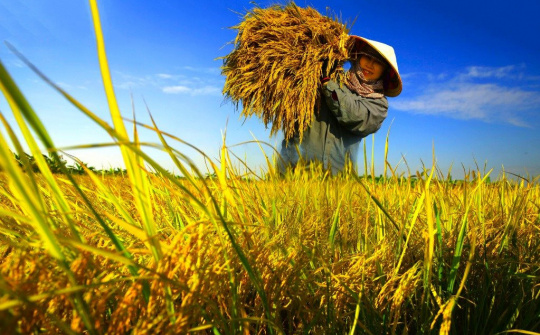 Hoàn thiện dự thảo Nghị định quy định về đất trồng lúa