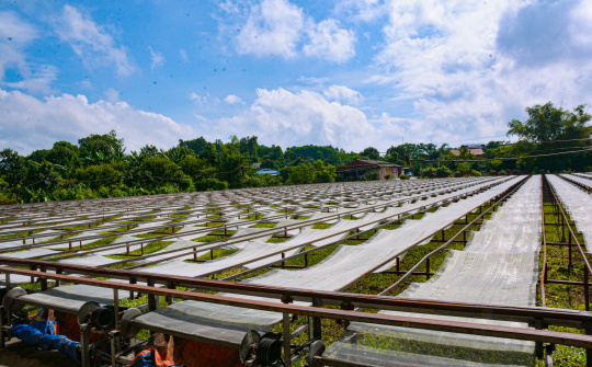 Đồng Hỷ, Thái Nguyên: Nỗ lực hiện đại hóa sản xuất tại làng nghề miến dong