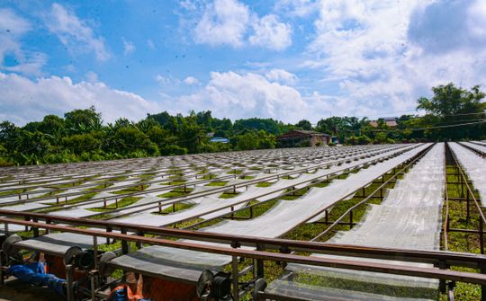 Đồng Hỷ, Thái Nguyên: Nỗ lực hiện đại hóa sản xuất tại làng nghề miến dong