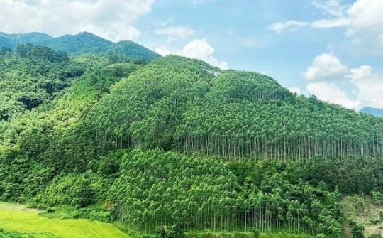 Sửa đổi, bổ sung một số điều của Luật Lâm nghiệp