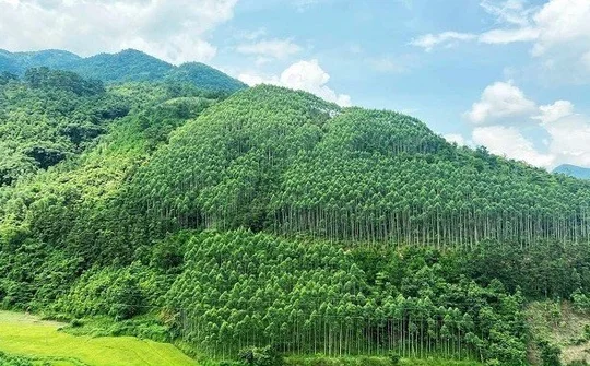 Sửa đổi, bổ sung một số điều của Luật Lâm nghiệp