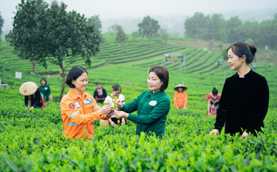 Núi Pháo hỗ trợ HTX Chè Nhật Thức xây dựng website quảng bá thương hiệu