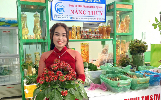 Lễ hội sâm lần thứ VI, 50 cây sâm Ngọc Linh lọt vào chung khảo hội thi