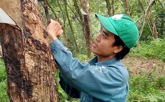 Cao su Hà Tĩnh: SXKD 8 tháng đầu năm 2024 nhiều ấn tượng