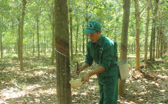 Cao su Quảng Trị đậm dấu ấn khởi sắc 8 tháng đầu năm 2024