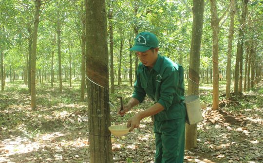 Cao su Quảng Trị đậm dấu ấn khởi sắc 8 tháng đầu năm 2024
