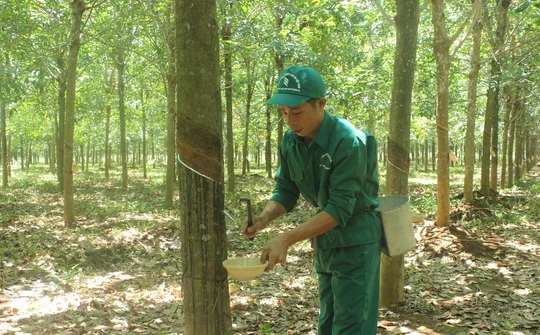 Cao su Quảng Trị đậm dấu ấn khởi sắc 8 tháng đầu năm 2024