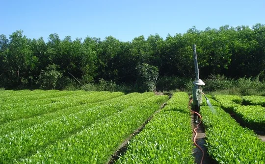 Hướng đến xây dựng ngành lâm nghiệp trở thành một ngành kinh tế, kỹ thuật