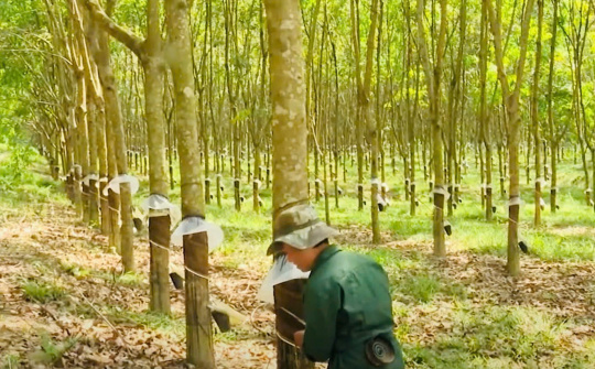 Cao su trên quê hương Bác và dòng vàng trắng xây cho đời