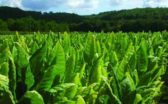 Ngành thuốc lá Việt Nam: Tiêu thụ, Sản xuất và Quản lý