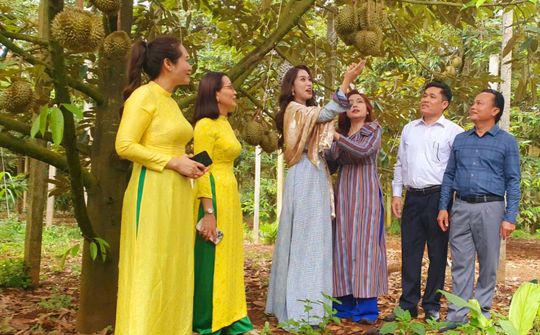 Sầu riêng Krông Pắc - Phát triển và Hội nhập