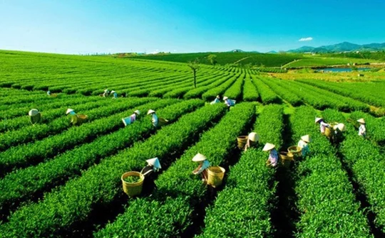 Thúc đẩy sắp xếp, đổi mới, nâng cao hiệu quả hoạt động công ty nông, lâm nghiệp