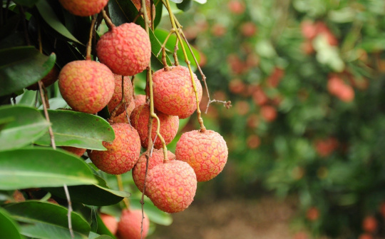 Gỡ khó cho chiếu xạ kiểm dịch hoa quả xuất khẩu
