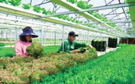 Lâm Đồng cơ cấu lại, phát triển nông nghiệp theo hướng xanh, hữu cơ, hình thành chuỗi giá trị