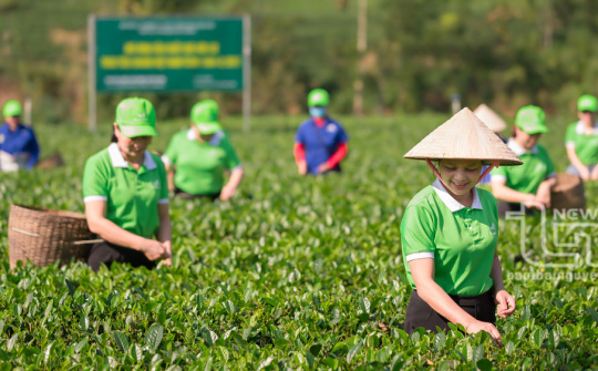 Hỗ trợ phát triển tổ hợp tác, hợp tác xã, liên hiệp hợp tác xã