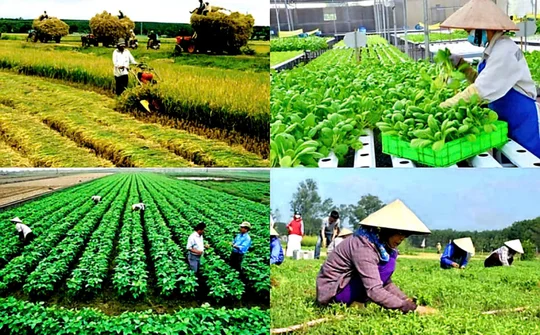 Đổi mới Chính sách hỗ trợ phát triển tổ hợp tác, hợp tác xã, liên hiệp hợp tác xã trong tình hình hiện nay