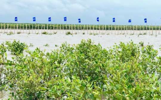 Doanh nghiệp nỗ lực phát triển trên bể hấp thụ Carbon, hướng đến mục tiêu Net Zero 2050