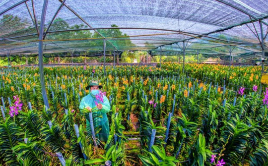 Phát triển nông nghiệp ứng dụng công nghệ cao gắn với tái cơ cấu ngành nông nghiệp ở thành phố Đà Nẵng
