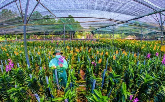 Phát triển nông nghiệp ứng dụng công nghệ cao gắn với tái cơ cấu ngành nông nghiệp ở thành phố Đà Nẵng