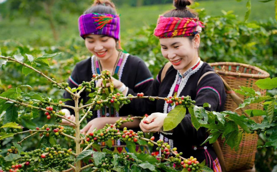 Lên Khe Sanh thưởng thức Cafe OCOP 4 sao nức tiếng