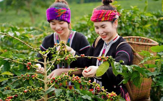 Lên Khe Sanh thưởng thức Cafe OCOP 4 sao nức tiếng