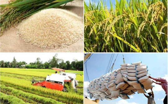 Quy định mới về kinh doanh xuất khẩu gạo