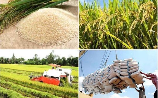 Quy định mới về kinh doanh xuất khẩu gạo