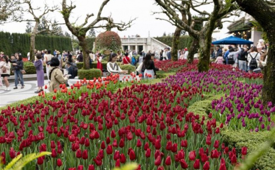 Du khách thích thú check in với hàng nghìn bông tulip trên đỉnh Bà Nà dịp Tết