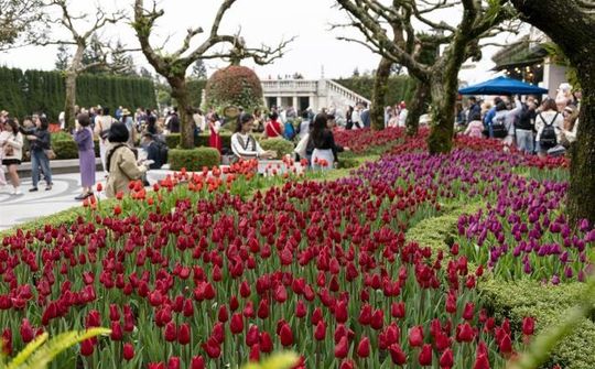Du khách thích thú check in với hàng nghìn bông tulip trên đỉnh Bà Nà dịp Tết