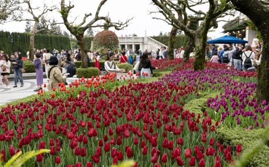 Du khách thích thú check in với hàng nghìn bông tulip trên đỉnh Bà Nà dịp Tết