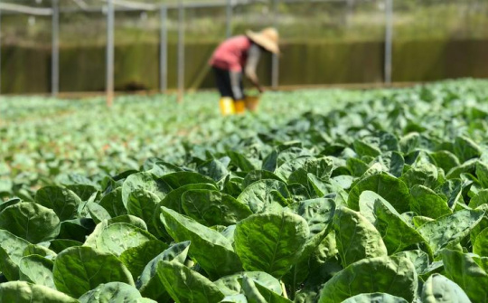 Bát Tràng chuyển mình: Từ làng nghề truyền thống đến điểm sáng nông nghiệp VietGAP – hướng tới phát triển bền vững Thủ đô Hà Nội