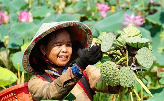 Đồng Tháp: Hướng đến nền nông nghiệp xanh, bền vững