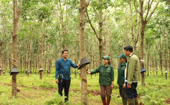 Cao su Quảng Trị: Vượt khó hoàn thành nhiều chỉ tiêu sản xuất kinh doanh 9 tháng đầu năm