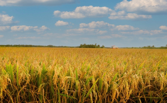 Vĩnh Long đẩy mạnh chuyên canh lúa chất lượng cao, phát thải thấp đến 2030