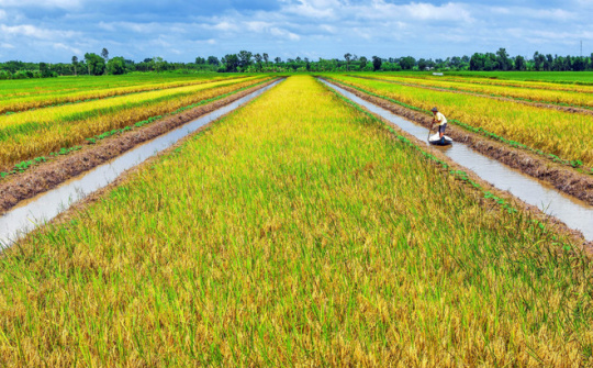 Phát triển nông nghiệp bền vững trong bối cảnh biến đổi khí hậu: Thách thức và Giải pháp thích ứng