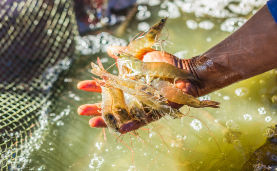 Từ phục hồi đến tăng trưởng bền vững: Ngành tôm Việt Nam khẳng định vị thế trên thị trường quốc tế