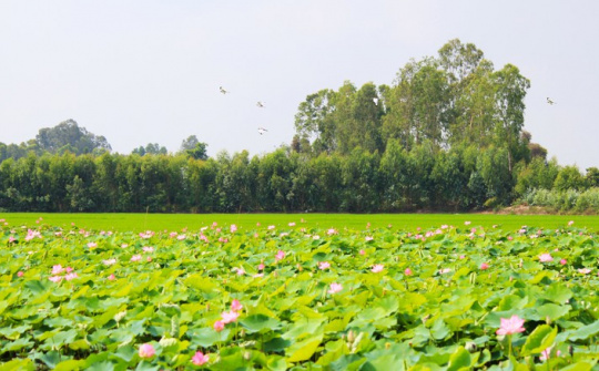 Đồng Tháp: Hướng đi chiến lược thúc đẩy nông nghiệp sinh thái thích ứng với biến đổi khí hậu