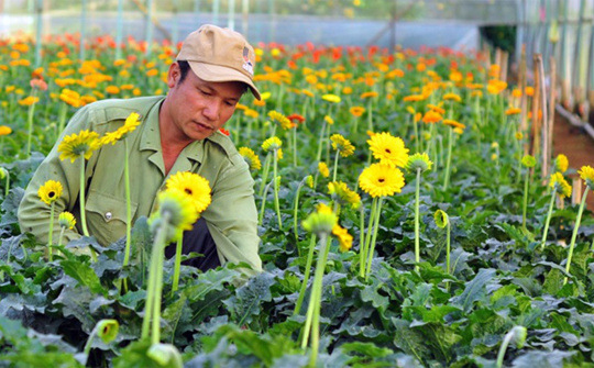 Hà Nội đẩy mạnh mô hình hoa công nghệ cao: Hướng đi chiến lược cho nông nghiệp xanh vùng đô thị