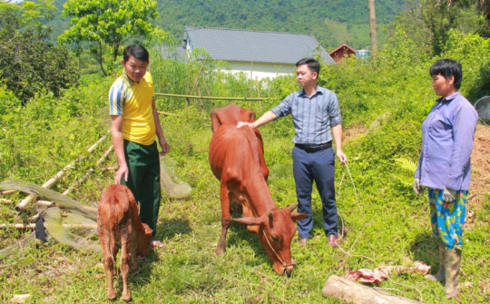 Giảm nghèo hiệu quả từ mô hình hỗ trợ chăn nuôi bò sinh sản ở Thái Nguyên