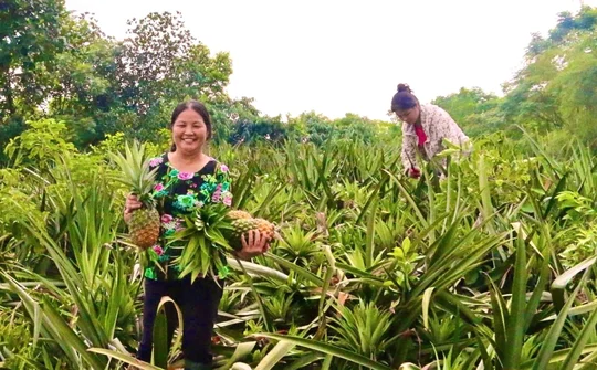 Tỉnh Phú Thọ tích cực thực hiện chính sách hỗ trợ vùng khó khăn, đồng bào dân tộc thiểu số vì mục tiêu phát triển chung